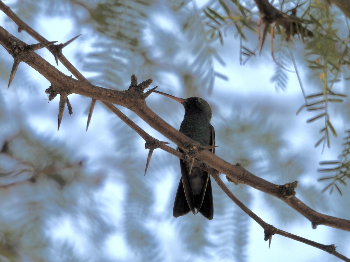 Broad-billed Hummingbird - ML624198987