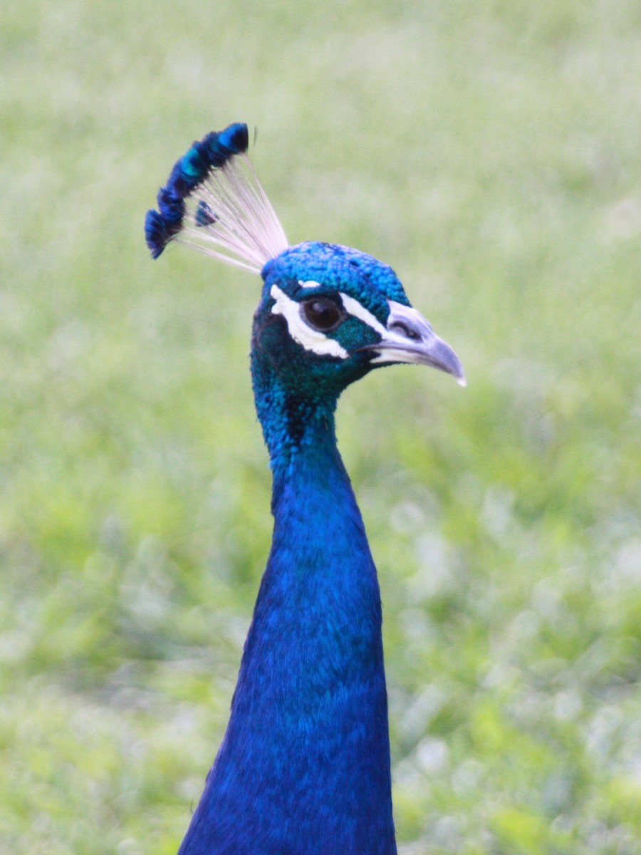 Indian Peafowl - ML624198997