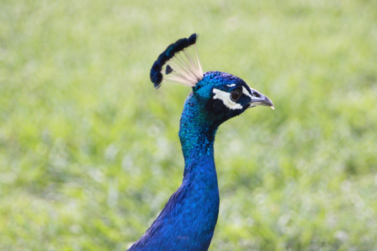 Indian Peafowl - ML624198999