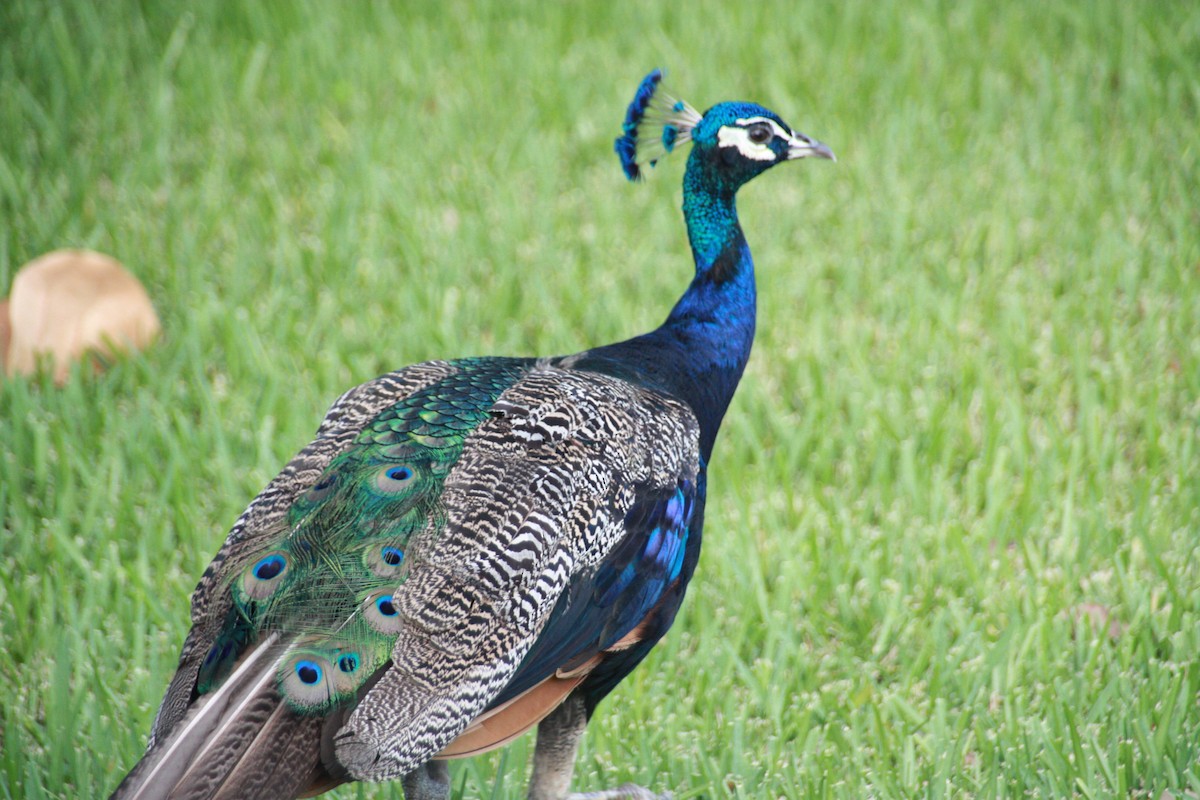 Indian Peafowl - ML624199000