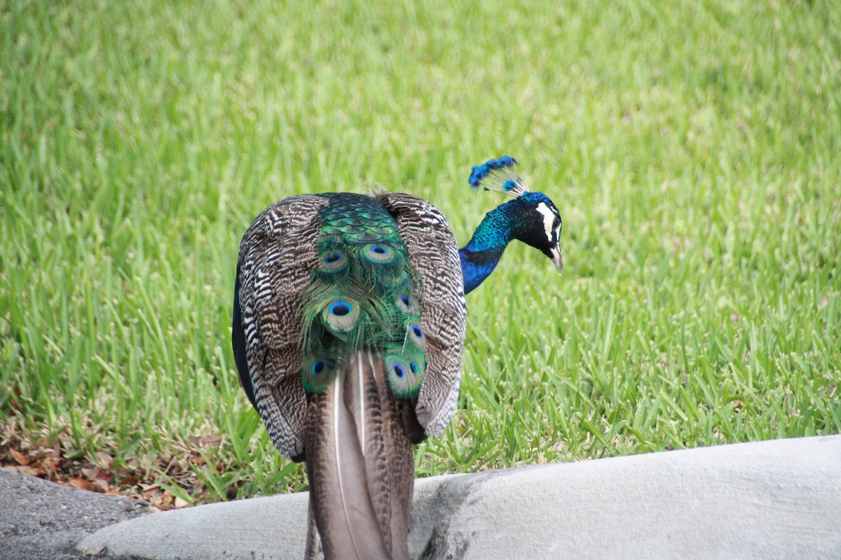 Indian Peafowl - ML624199001