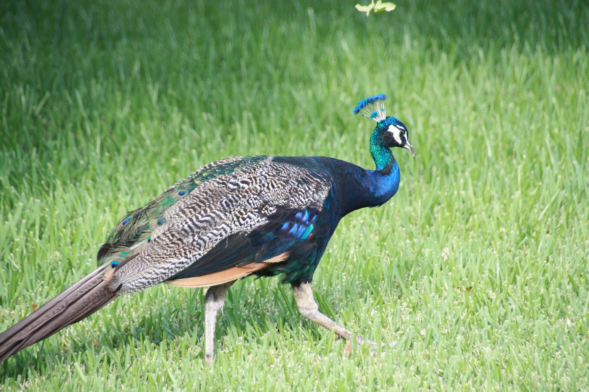 Indian Peafowl - ML624199002