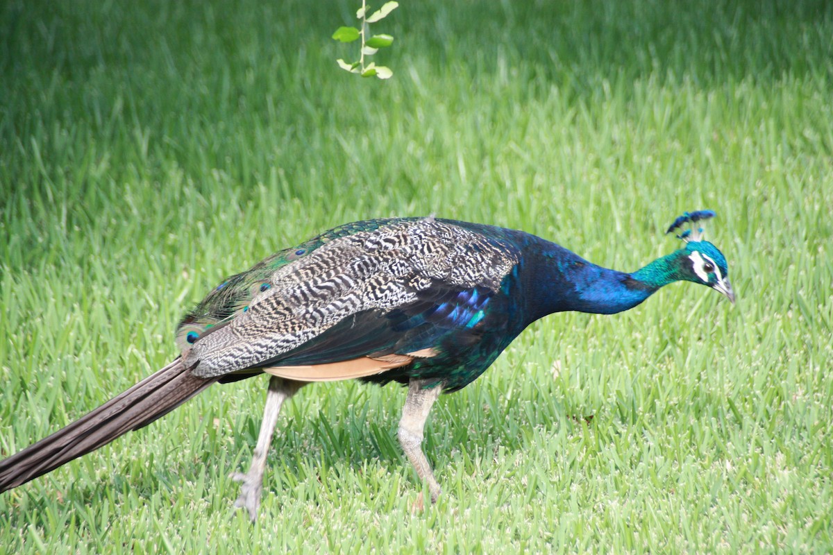 Indian Peafowl - ML624199003