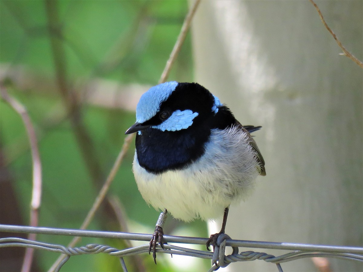 Variegated Fairywren - ML624199005