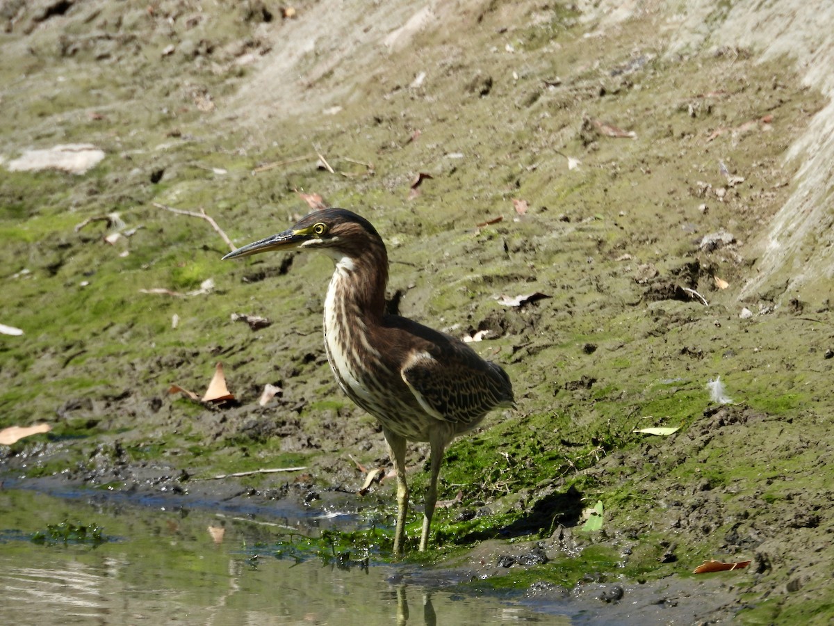 Grünreiher - ML624199011