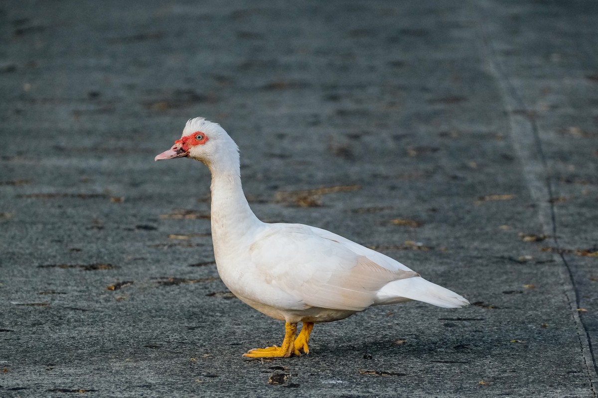 Muscovy Duck (Domestic type) - ML624199015