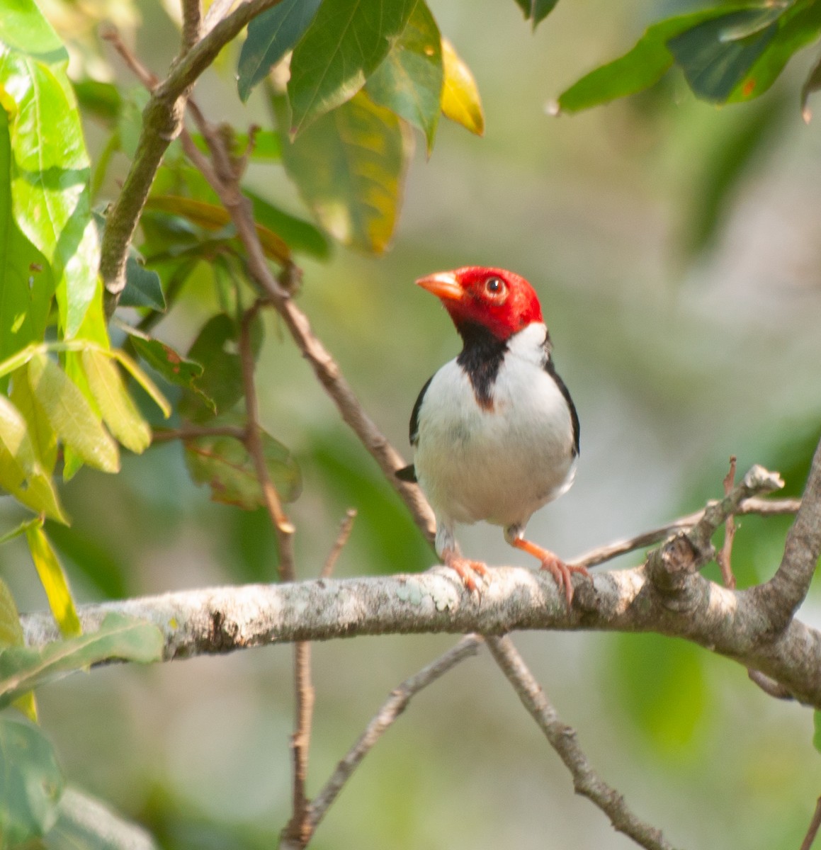 Yellow-billed Cardinal - ML624199016