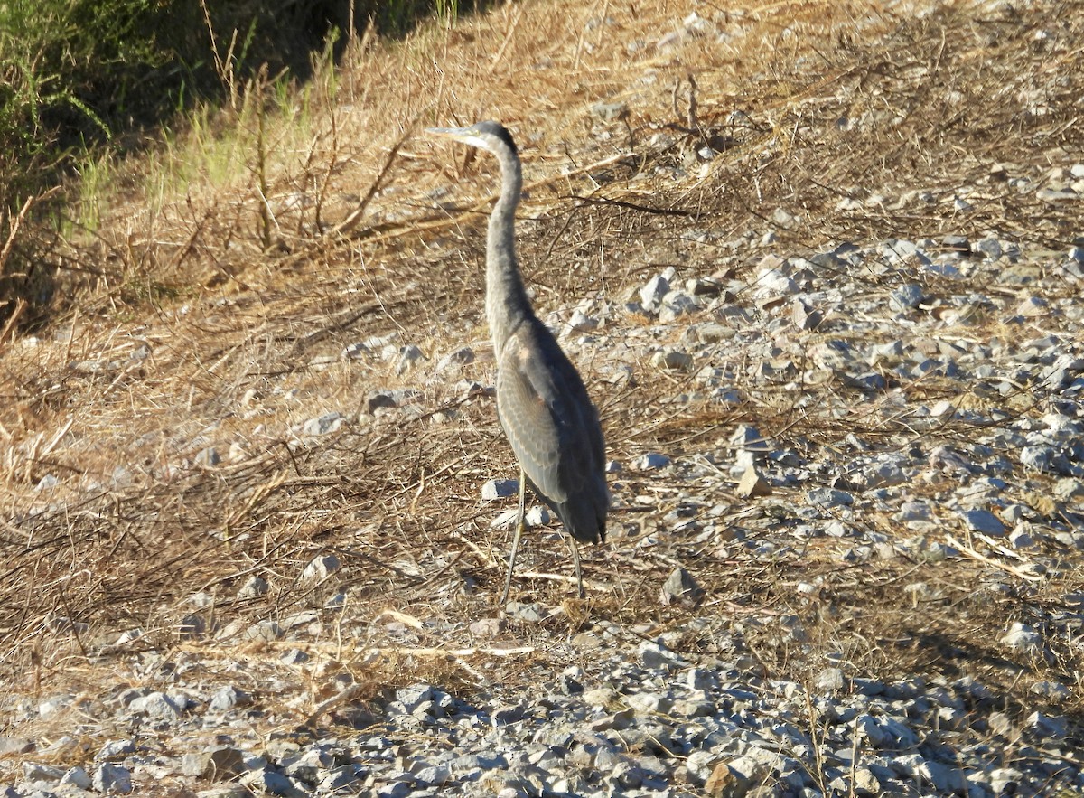 Great Blue Heron - ML624199017