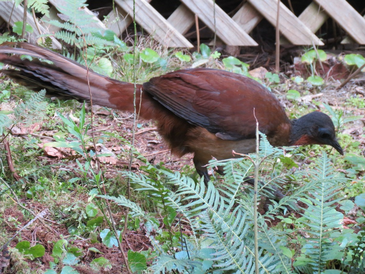 Albert's Lyrebird - ML624199019