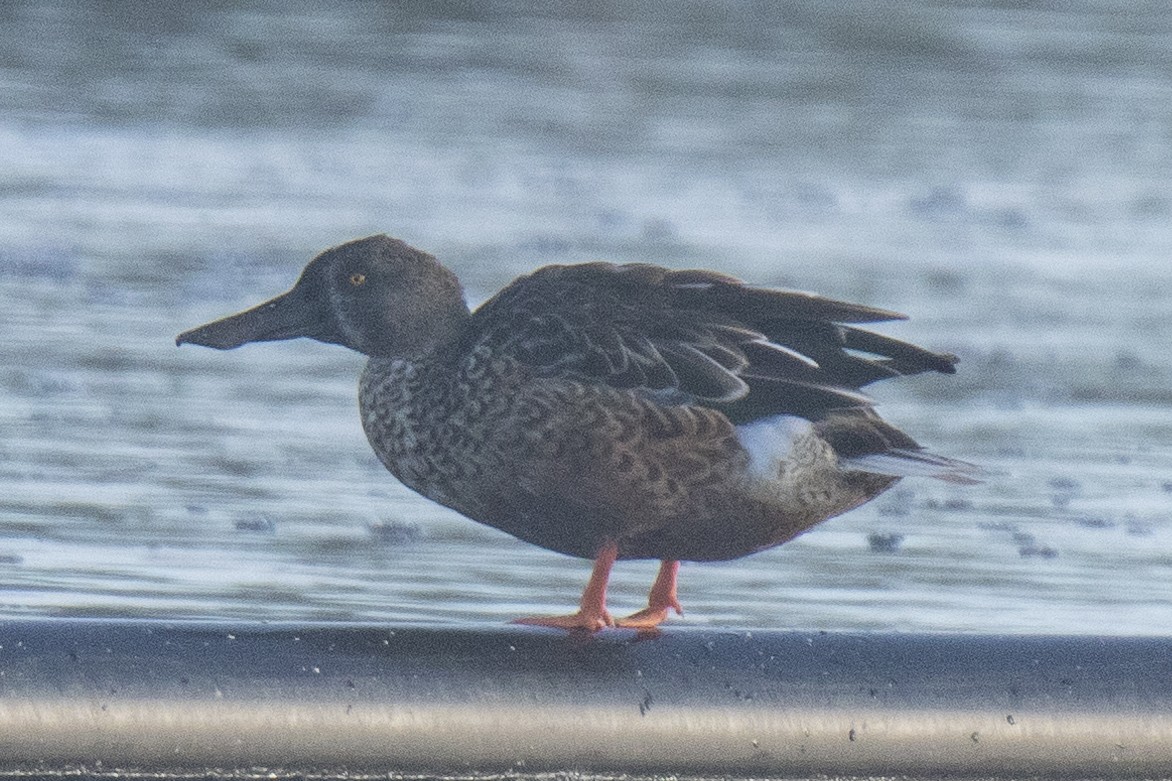 Northern Shoveler - ML624199020