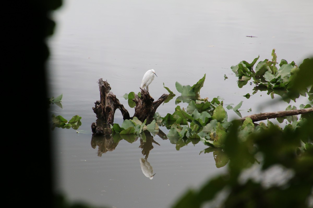 Snowy Egret - ML624199022