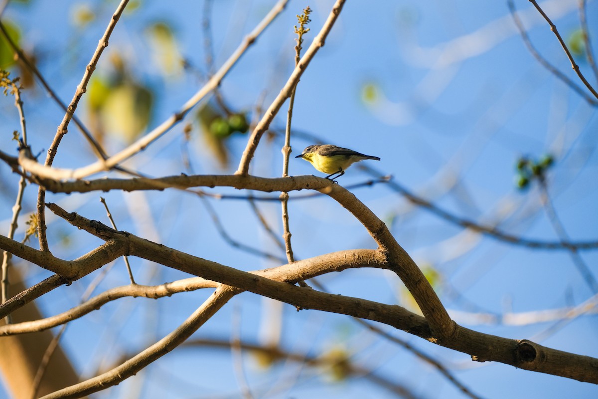 Golden-bellied Gerygone - Bea Monica Reyes