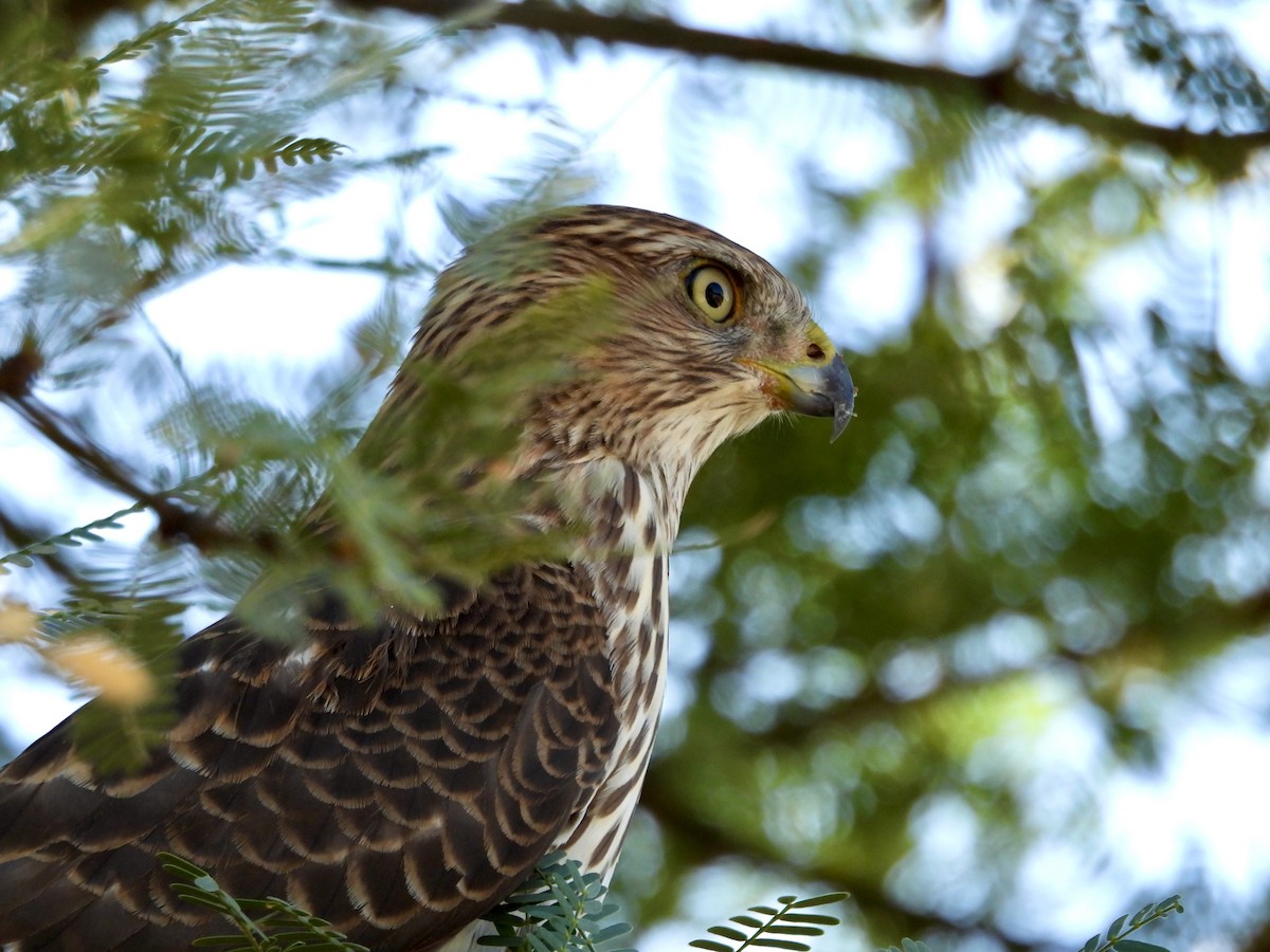 Cooper's Hawk - Corinna Honscheid