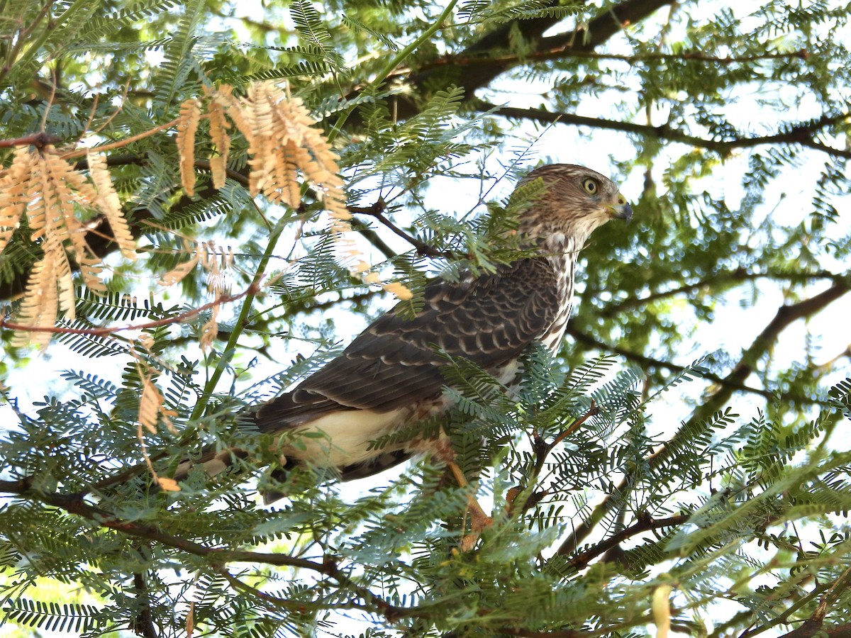 Cooper's Hawk - ML624199025