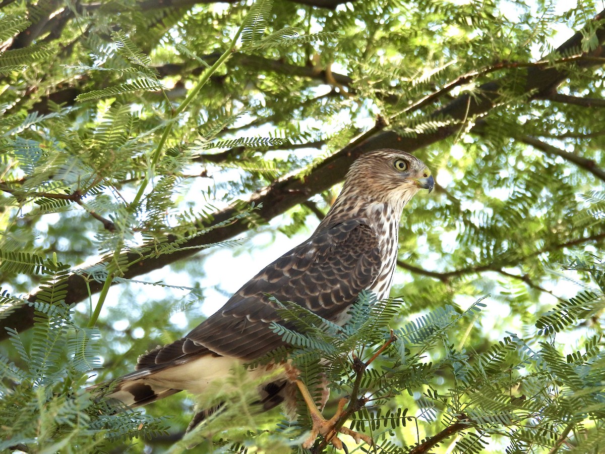 Cooper's Hawk - ML624199026