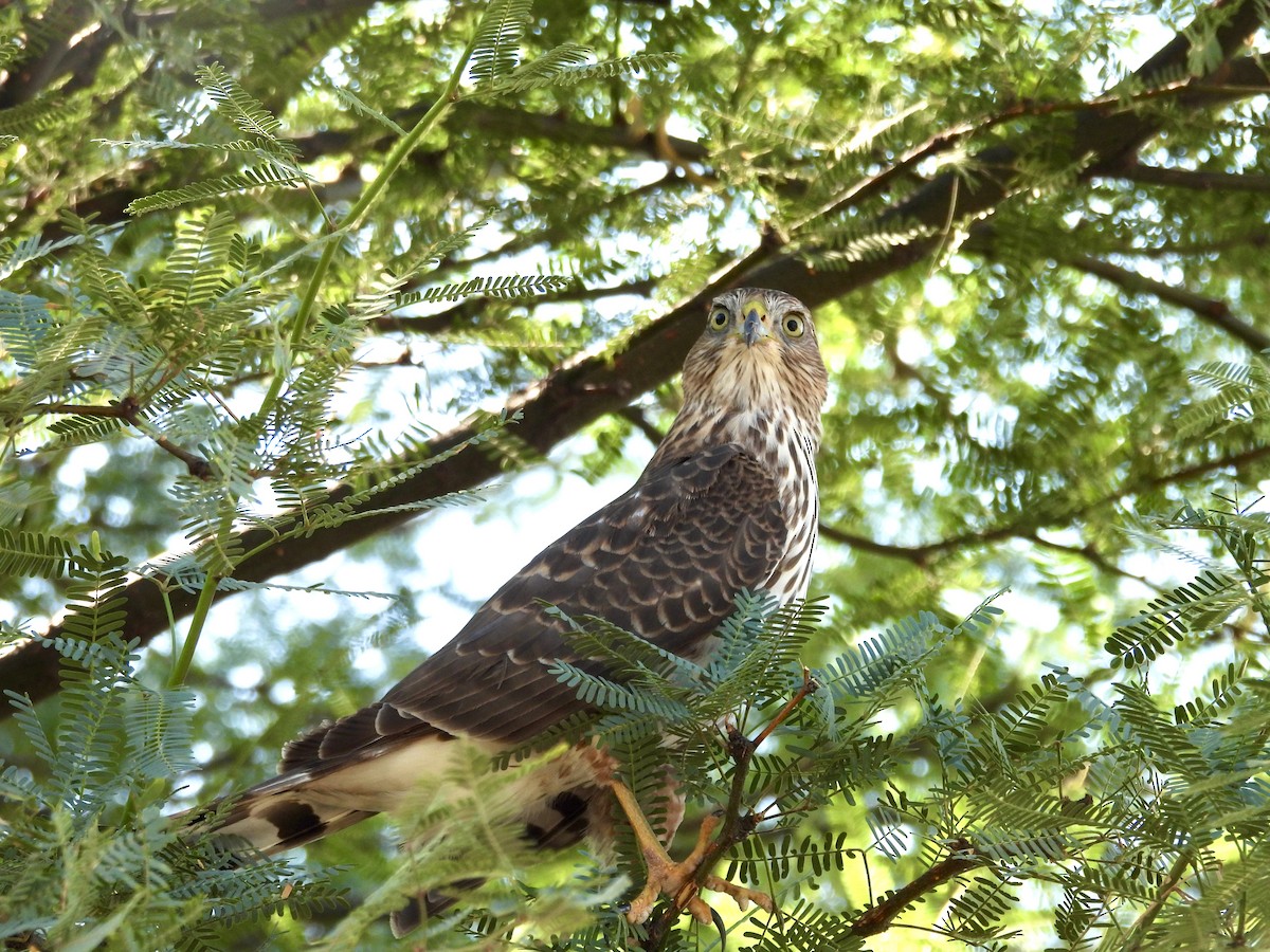 Cooper's Hawk - ML624199027