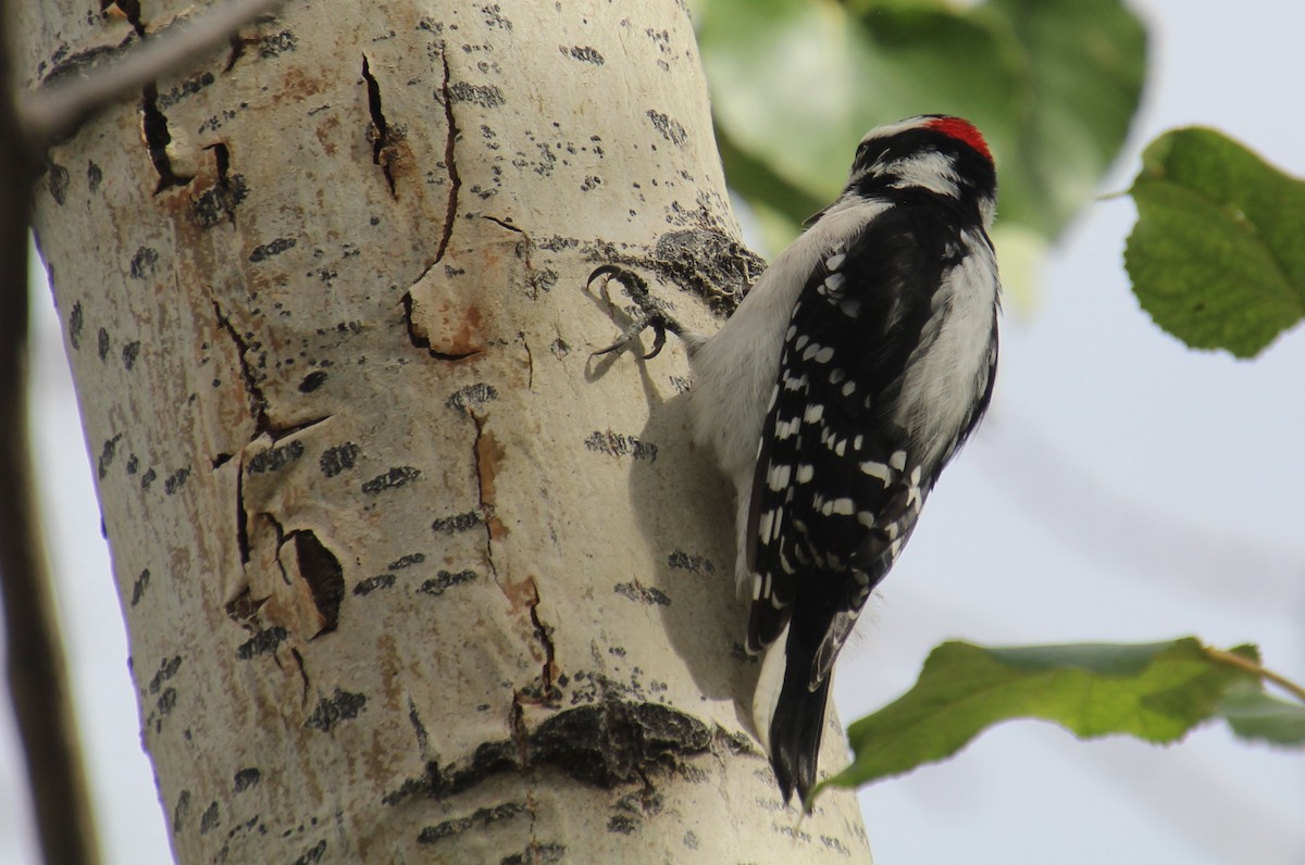 Downy Woodpecker - ML624199030