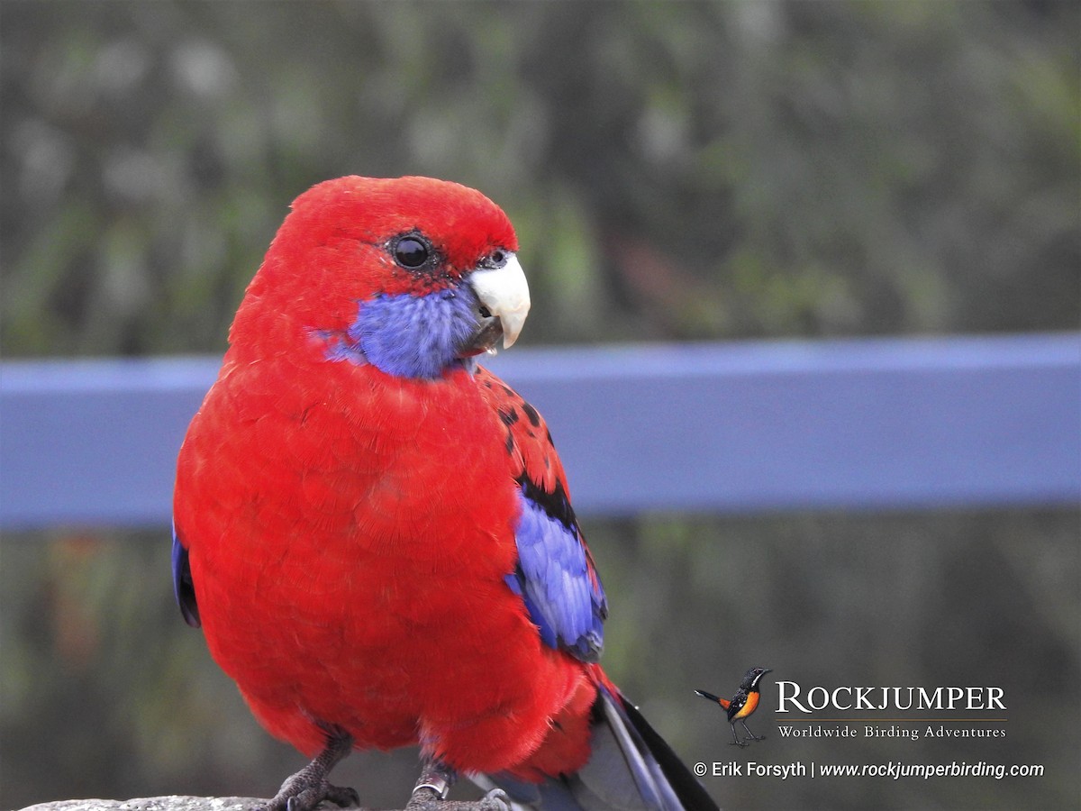 Crimson Rosella - Erik FORSYTH