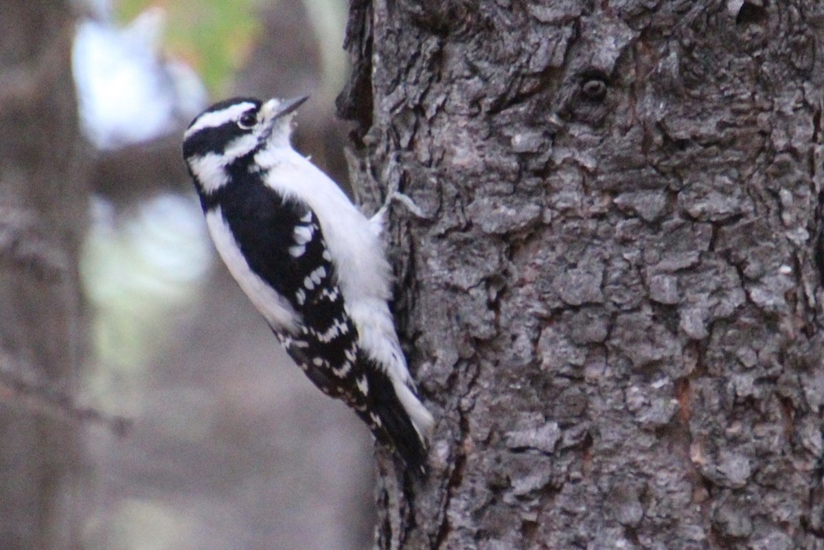 Downy Woodpecker - ML624199037