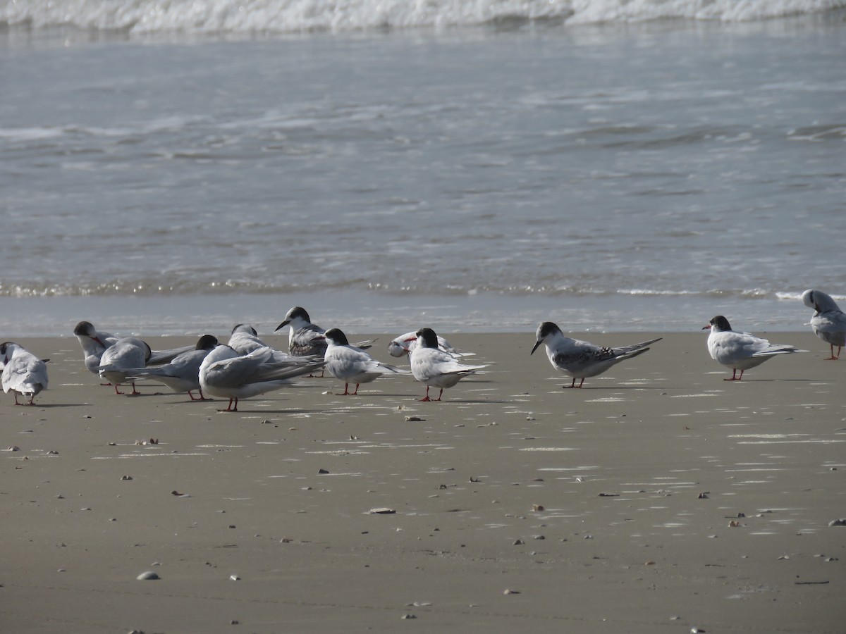 South American Tern - ML624199038