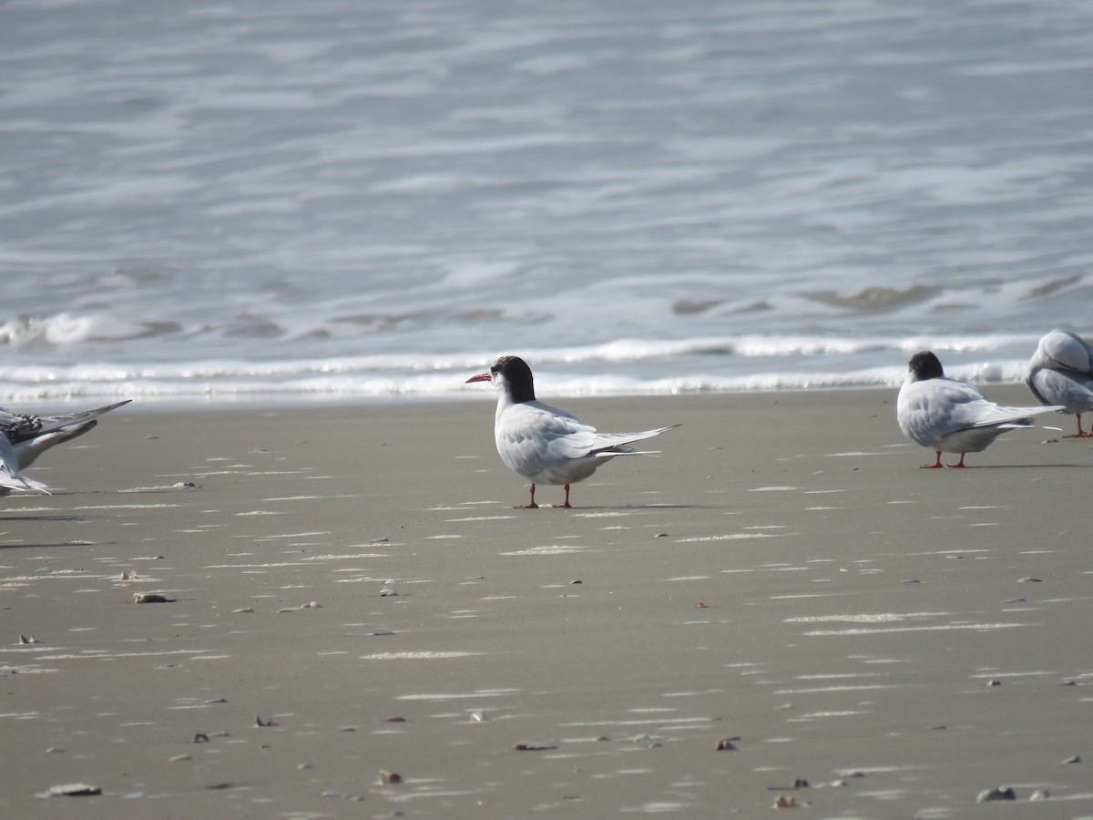 South American Tern - ML624199039