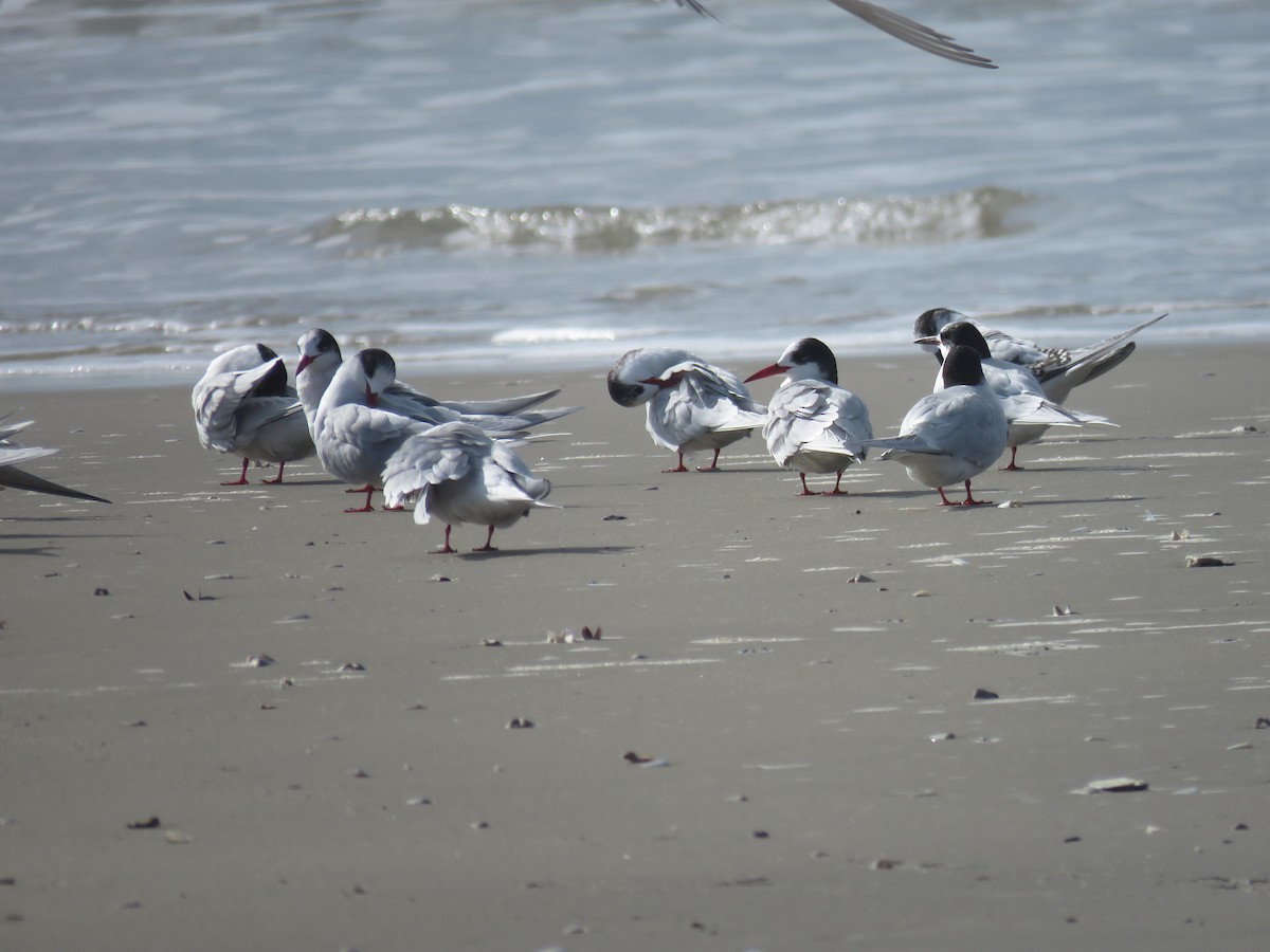 South American Tern - ML624199040