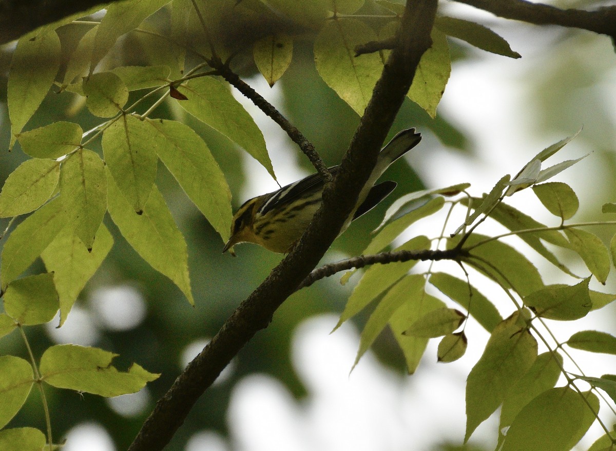 Blackburnian Warbler - ML624199042