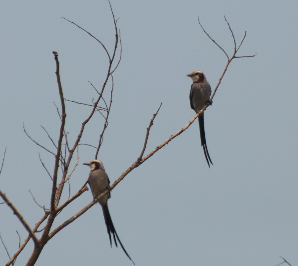 Streamer-tailed Tyrant - ML624199043