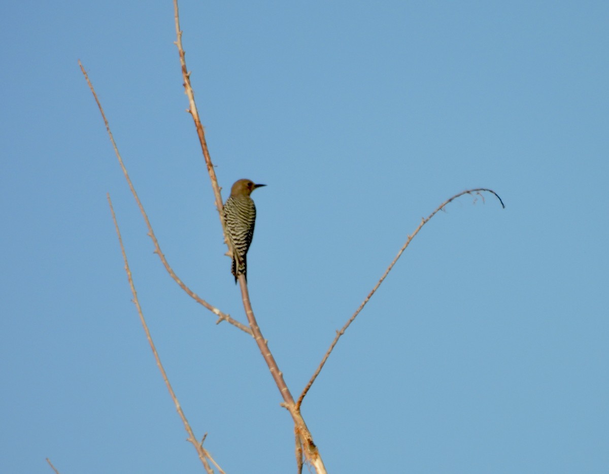 Gila Woodpecker - ML624199044