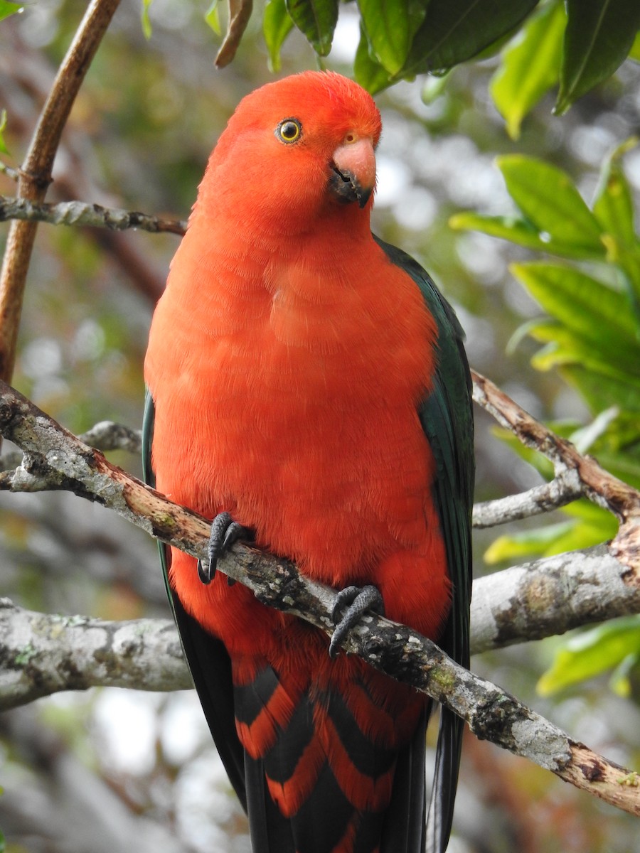 Australian King-Parrot - ML624199048