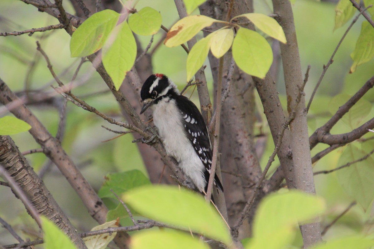 Downy Woodpecker - ML624199049