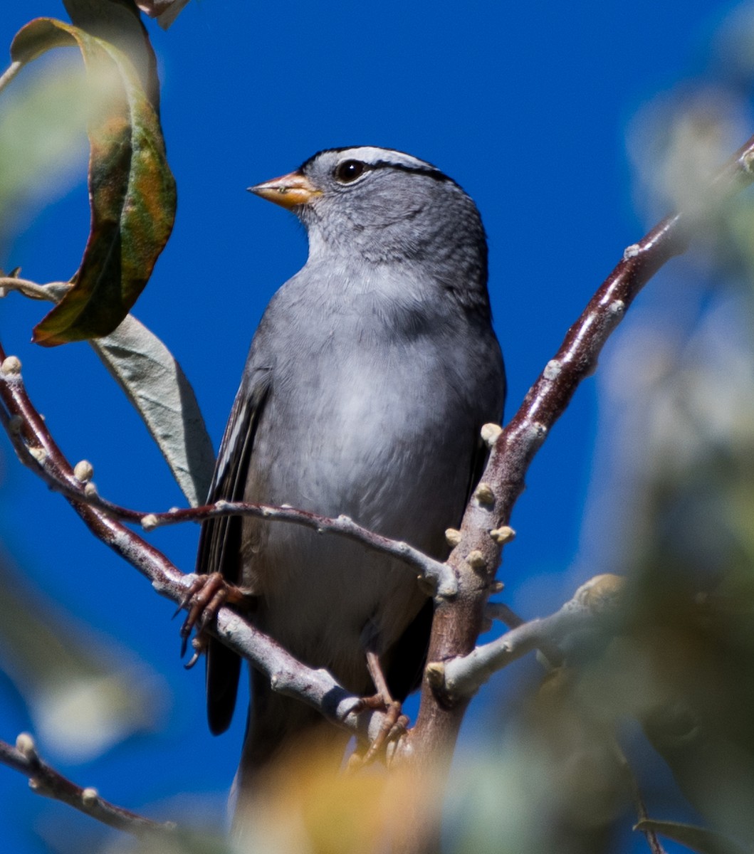 White-crowned Sparrow - ML624199054