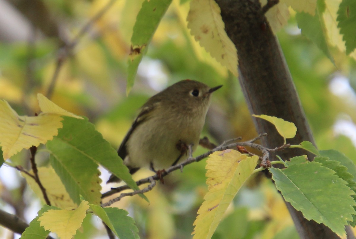 Ruby-crowned Kinglet - ML624199057