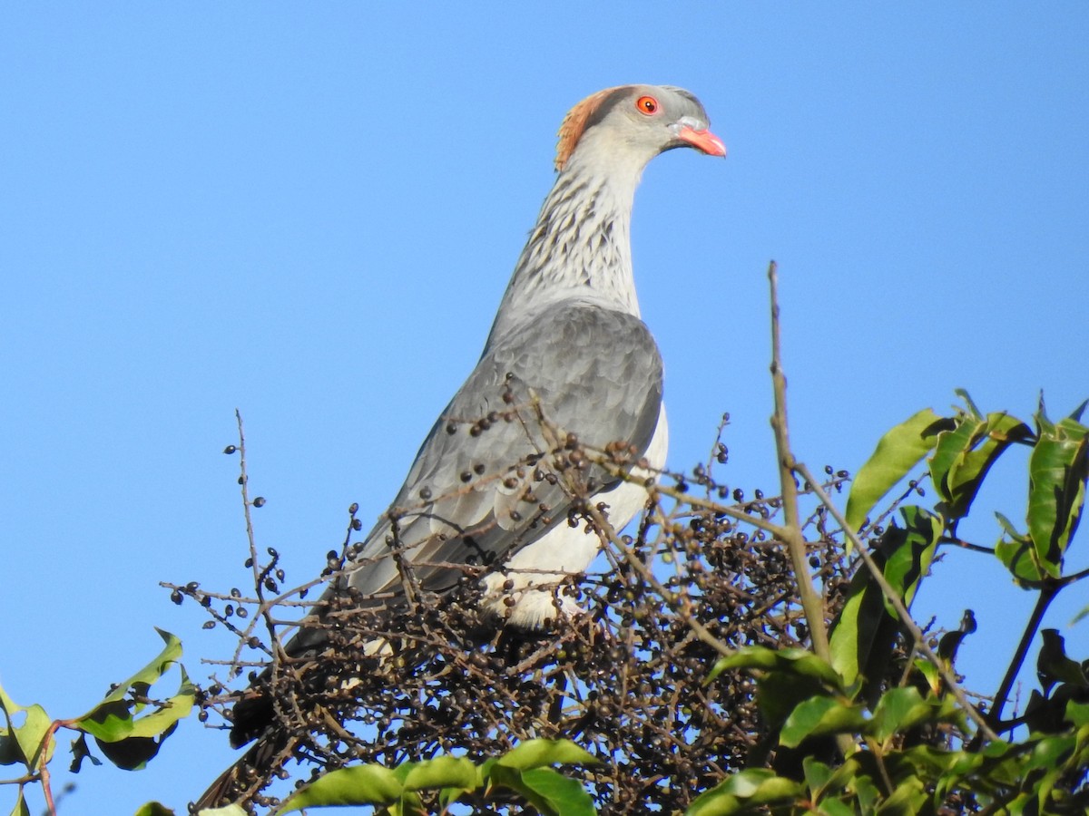 Topknot Pigeon - ML624199058