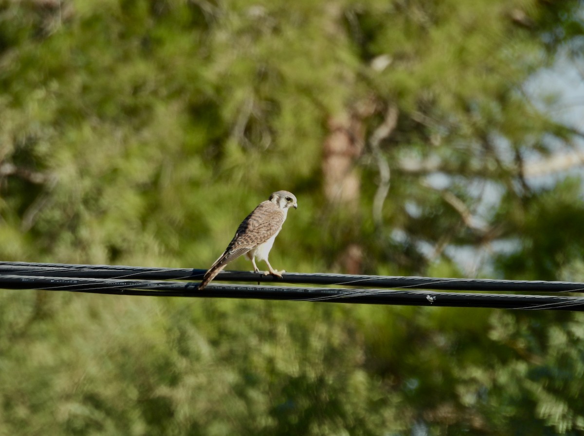 American Kestrel - ML624199062