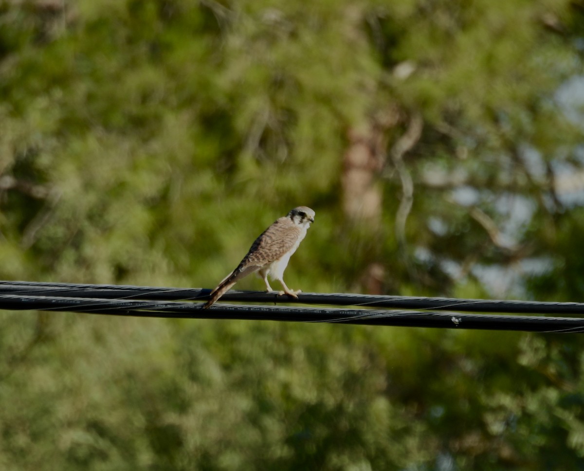 American Kestrel - ML624199063