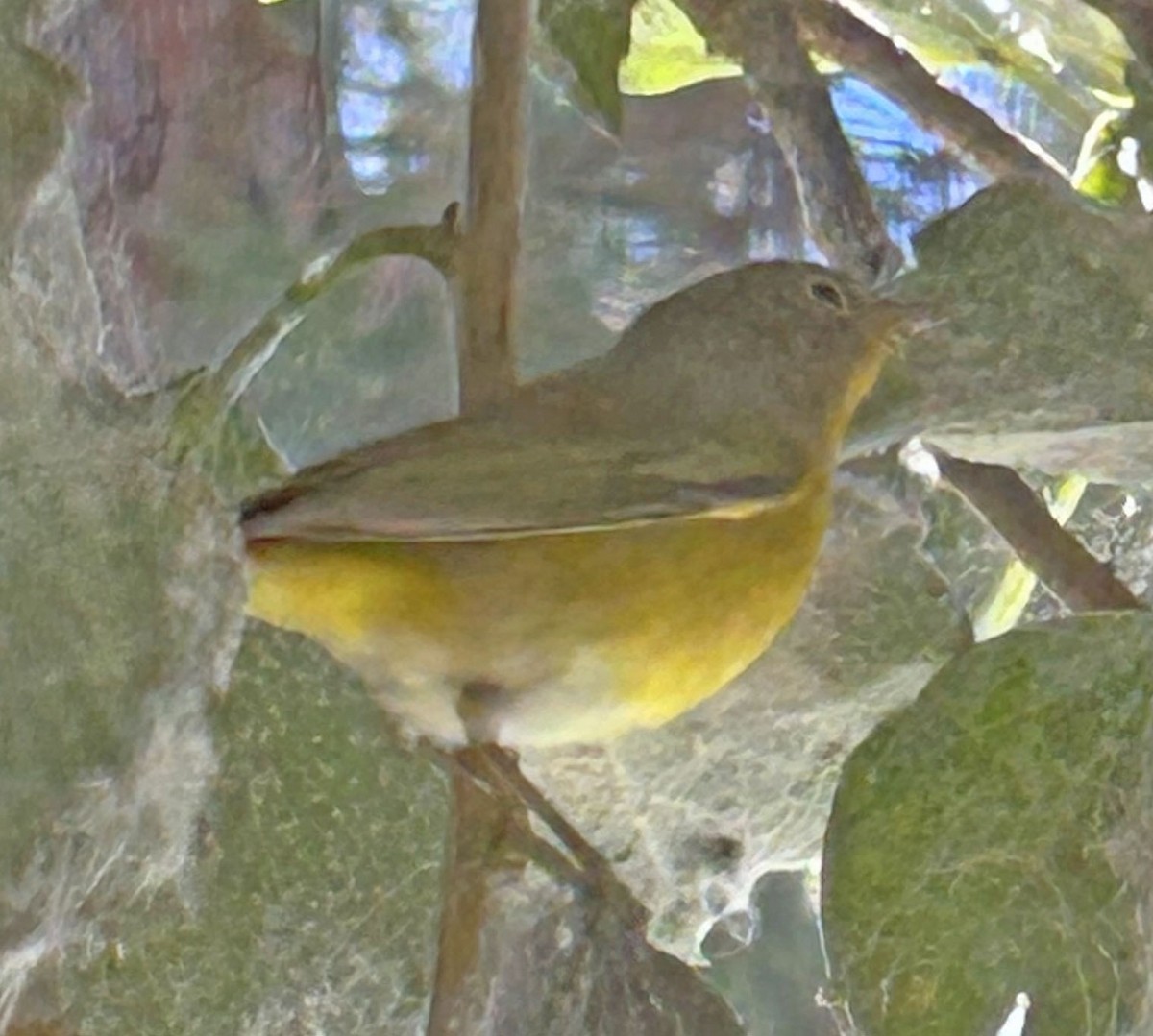 Nashville Warbler - ML624199064