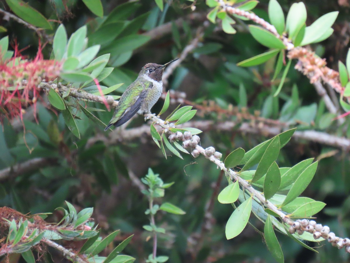 rødmaskekolibri - ML624199066