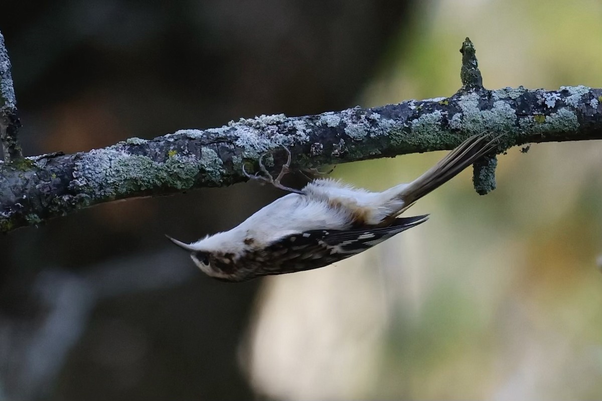 Brown Creeper - ML624199067