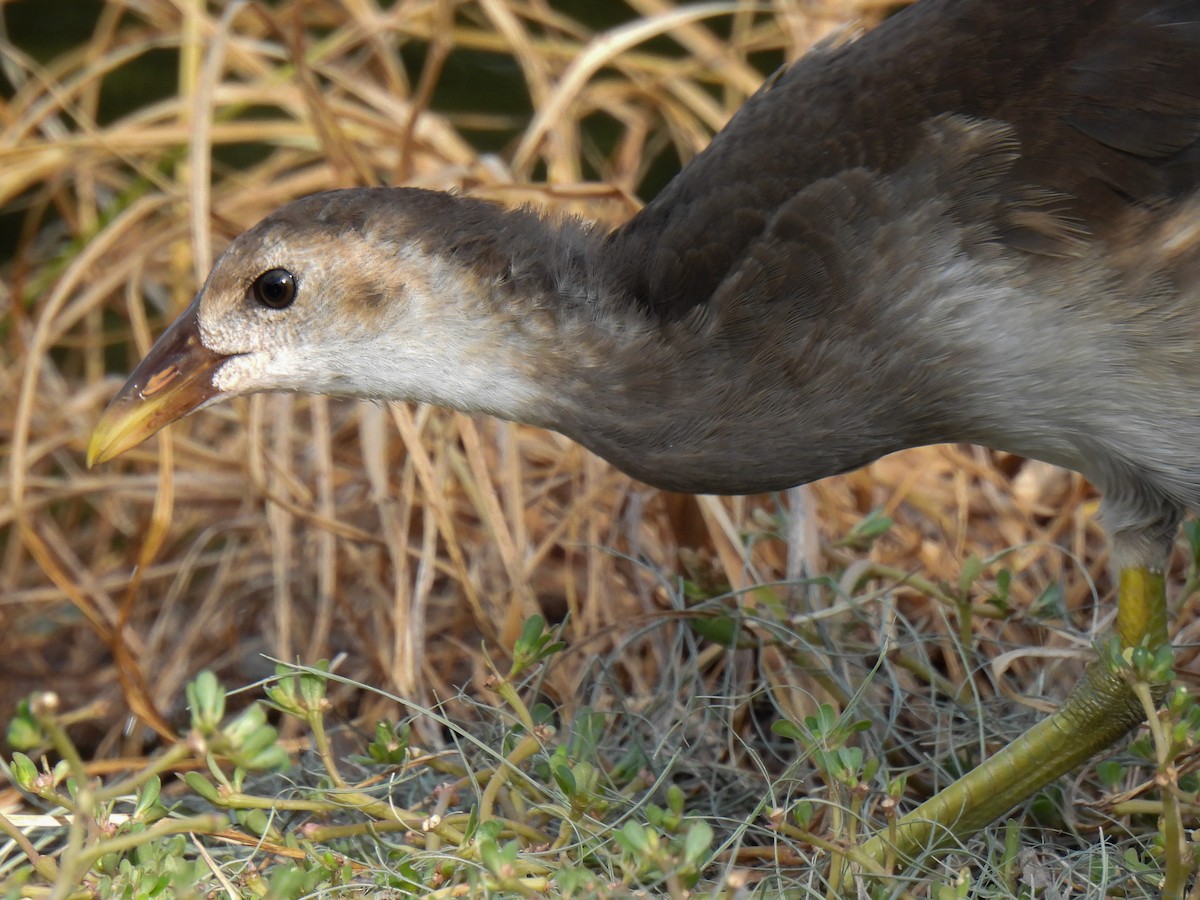 Eurasian Moorhen - ML624199068