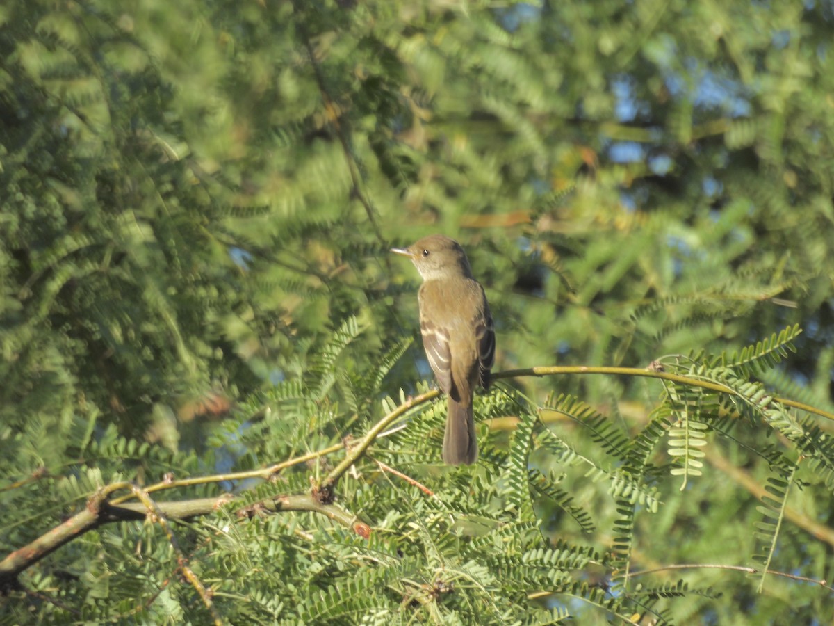 Willow Flycatcher - ML624199069