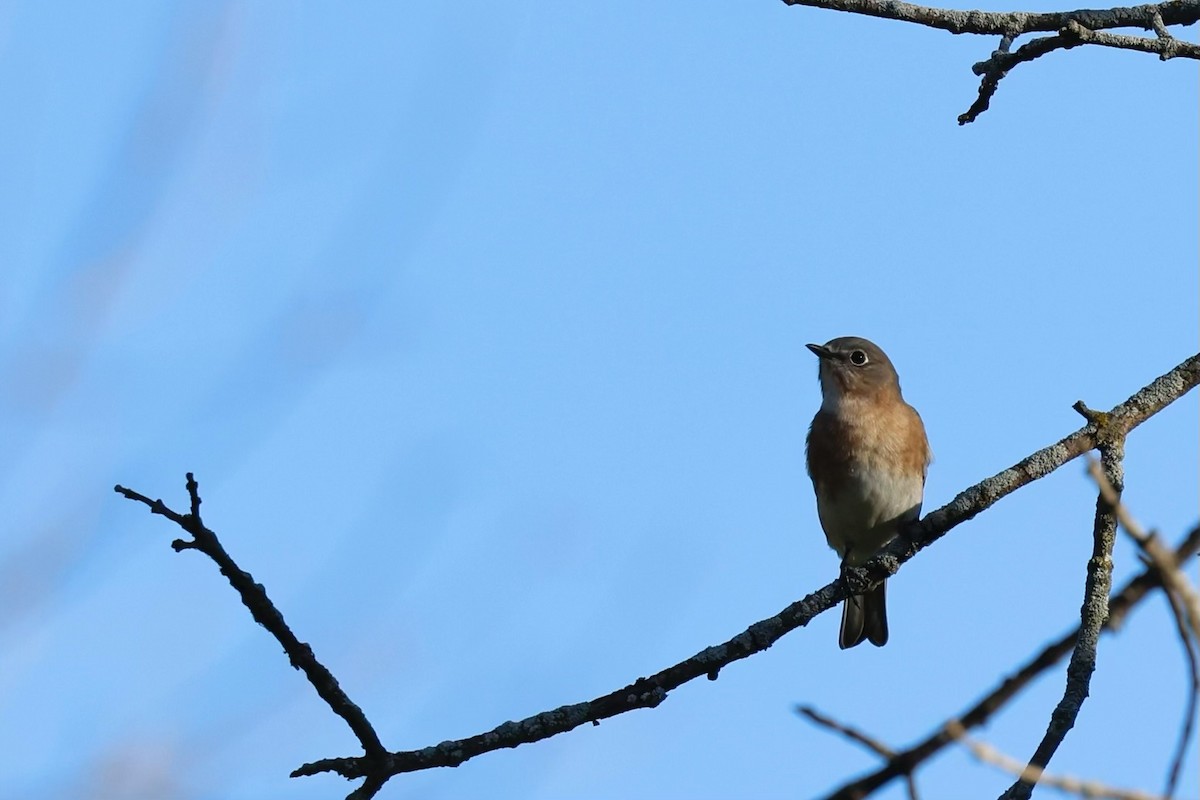 Eastern Bluebird - ML624199070