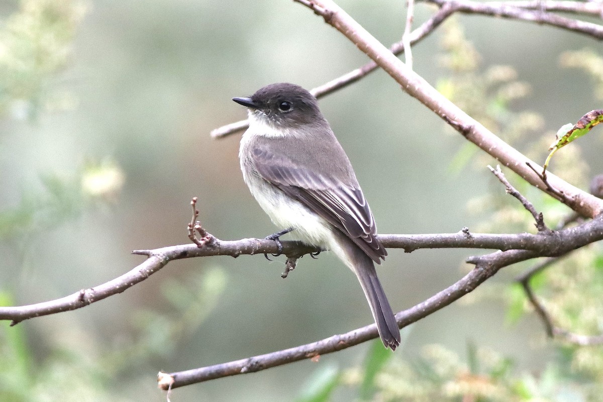 Eastern Phoebe - ML624199071