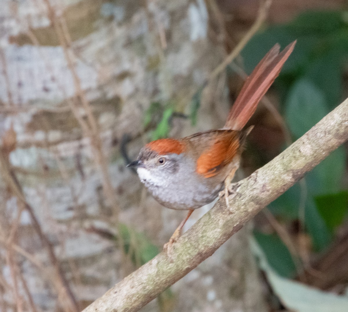 Sooty-fronted Spinetail - ML624199072