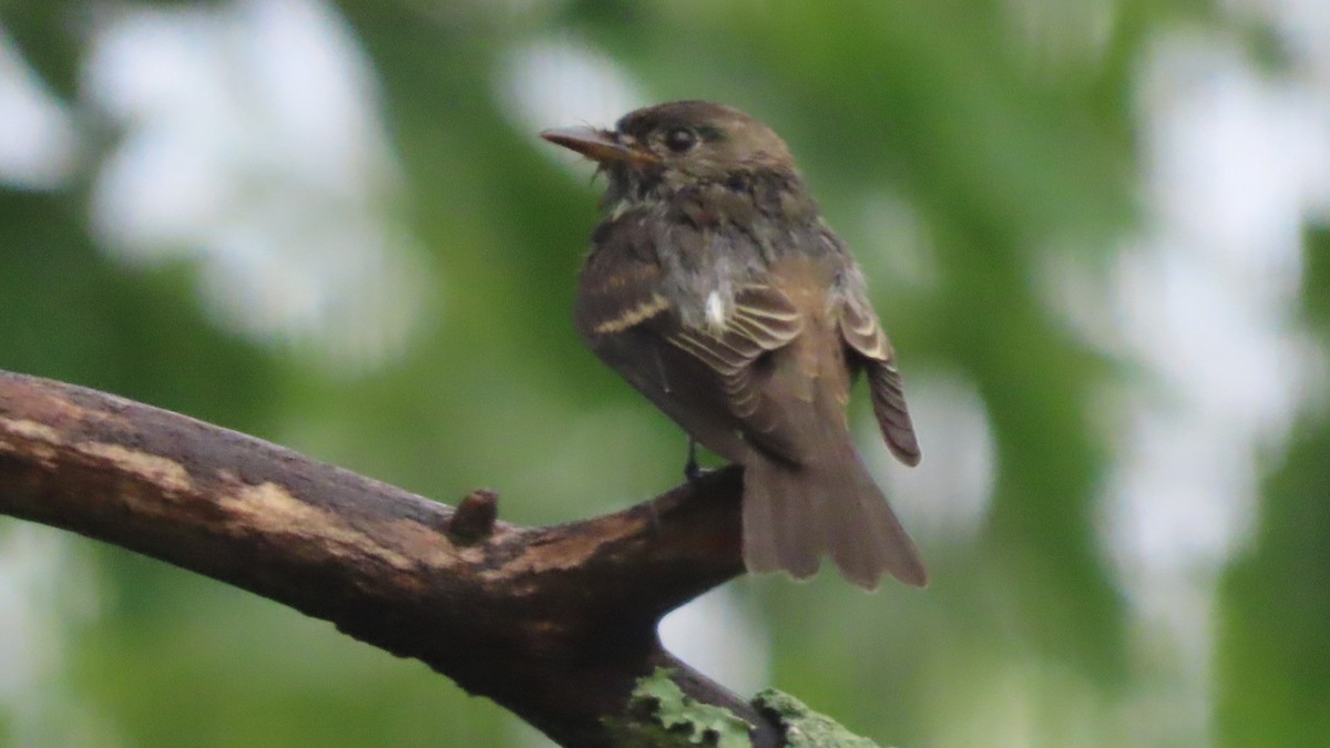 Eastern Wood-Pewee - ML624199073