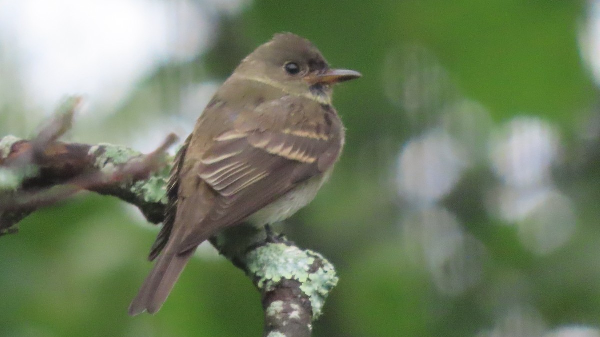 Eastern Wood-Pewee - ML624199074