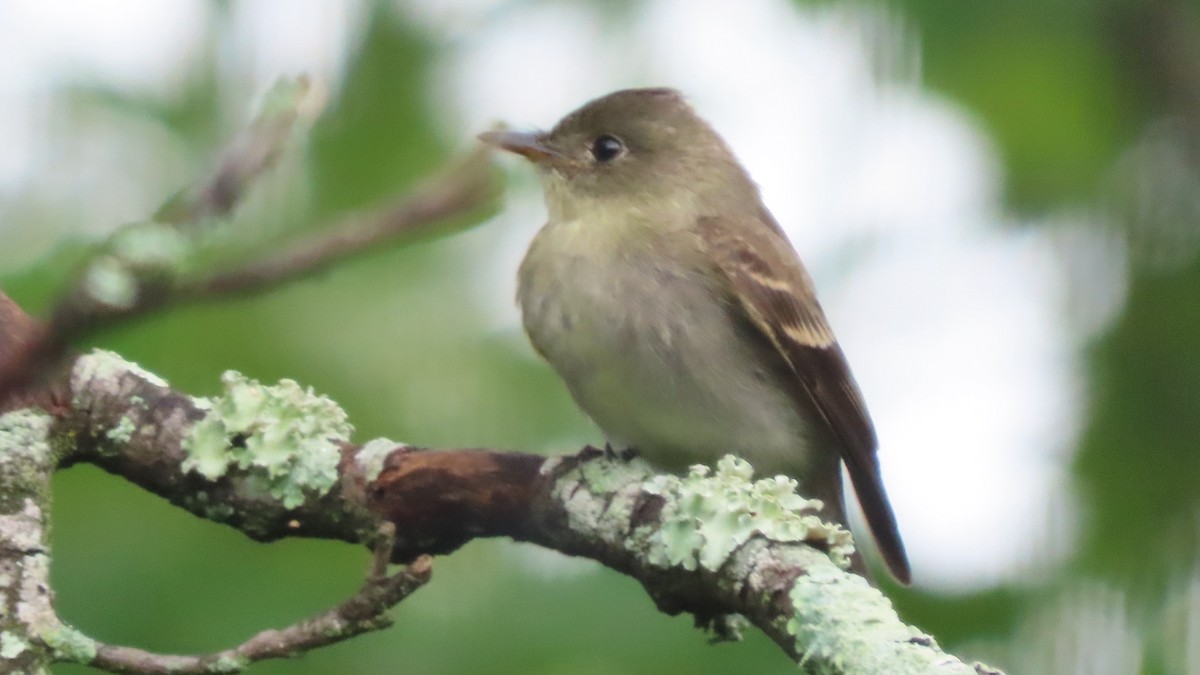 Eastern Wood-Pewee - ML624199075