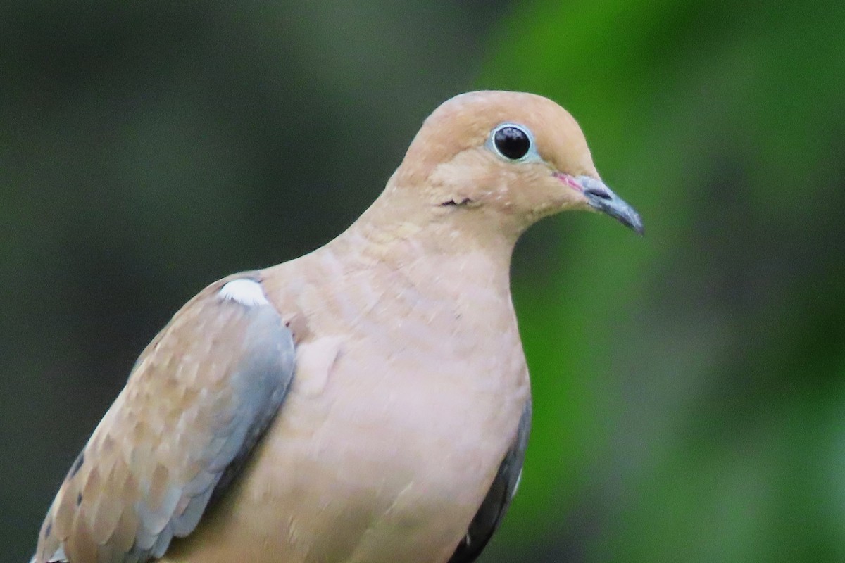 Mourning Dove - ML624199076