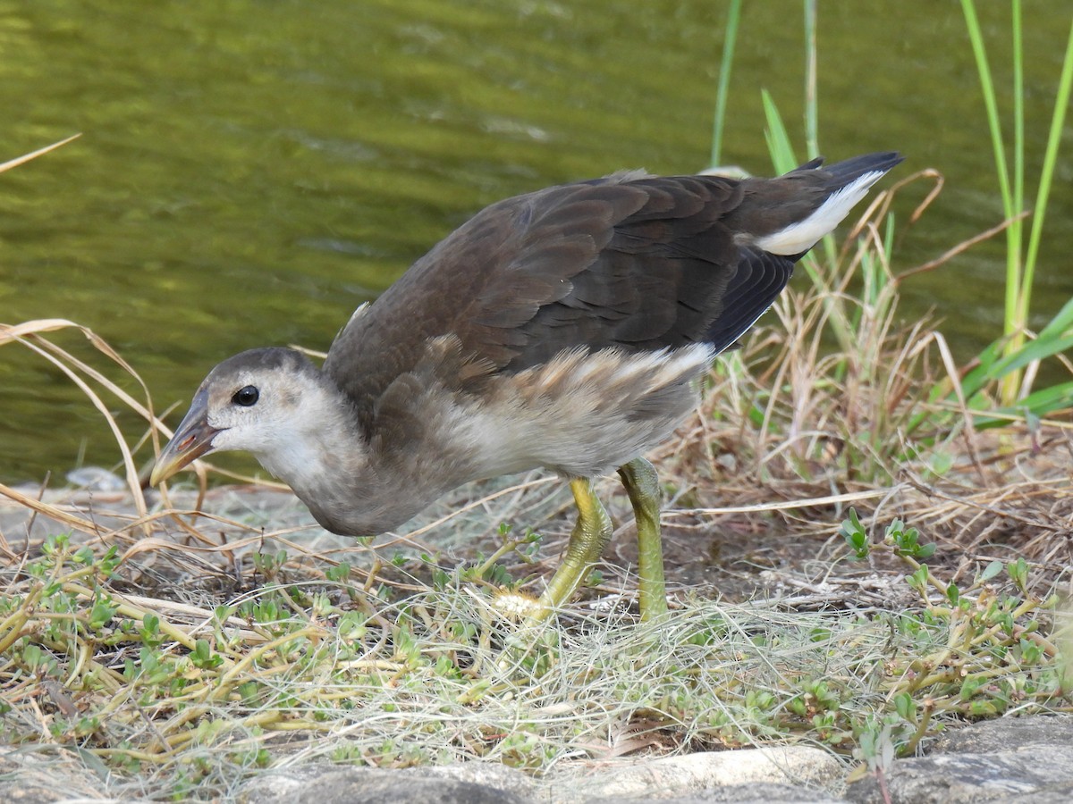 Eurasian Moorhen - ML624199077