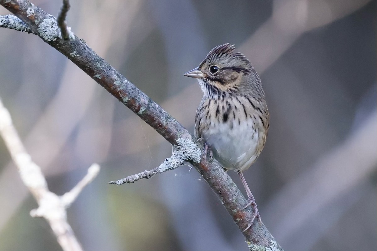 Lincoln's Sparrow - ML624199078